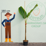 Banánovník (Banana sikkimensis) ´RED TIGER´ - výška 220-230 cm, kont. C9L (-20°C)